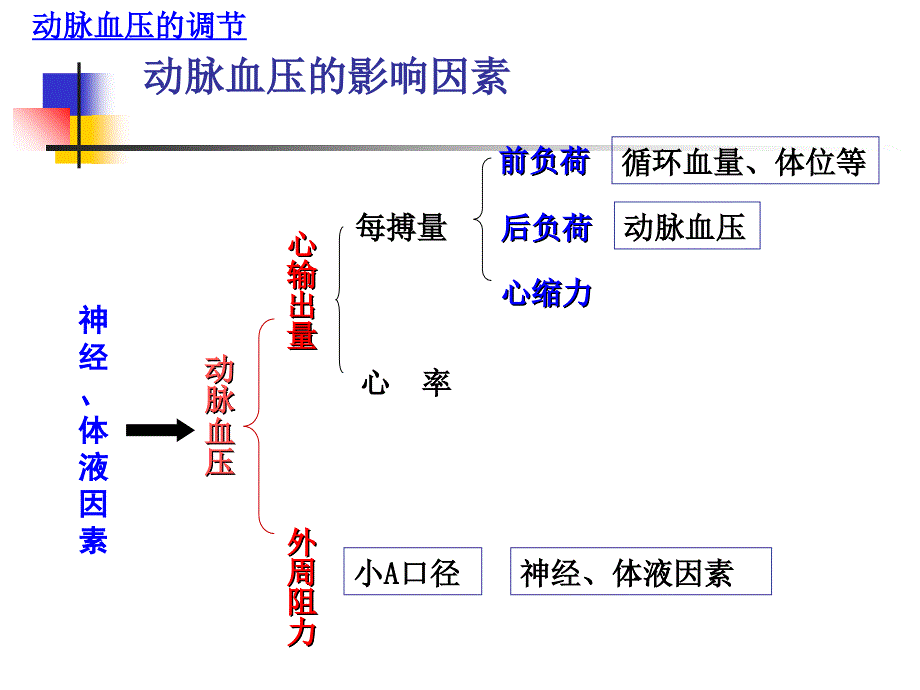 动脉血压的调节课件_第4页