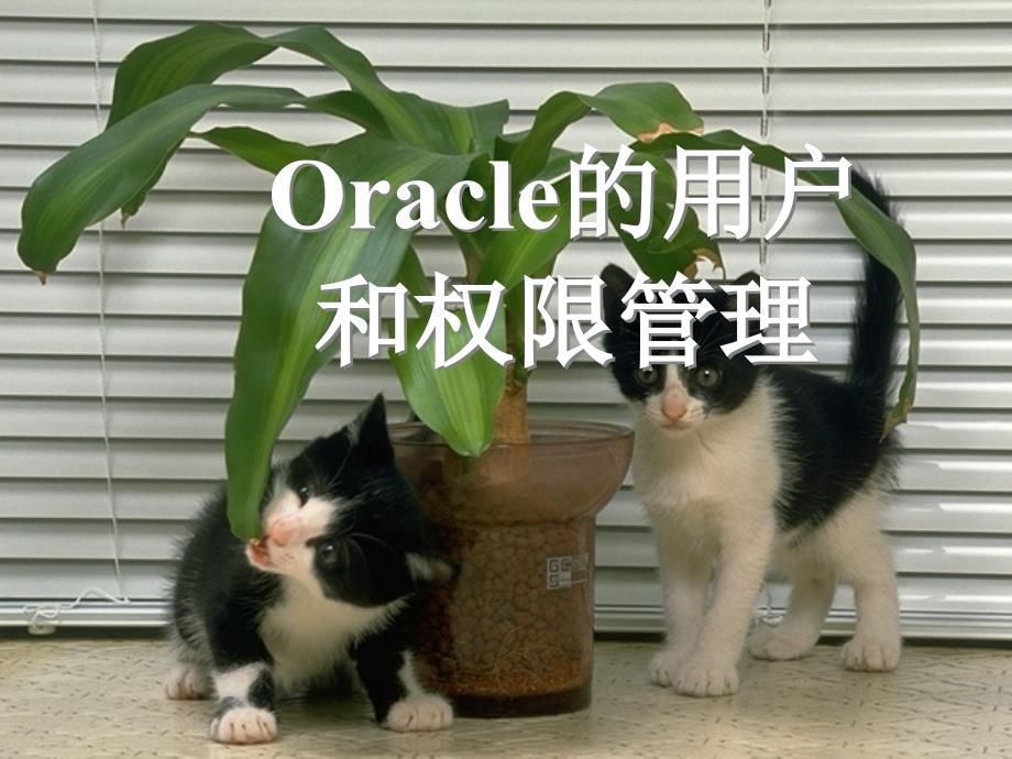 Oracle数据库的用户和权限管理知识讲解_第1页