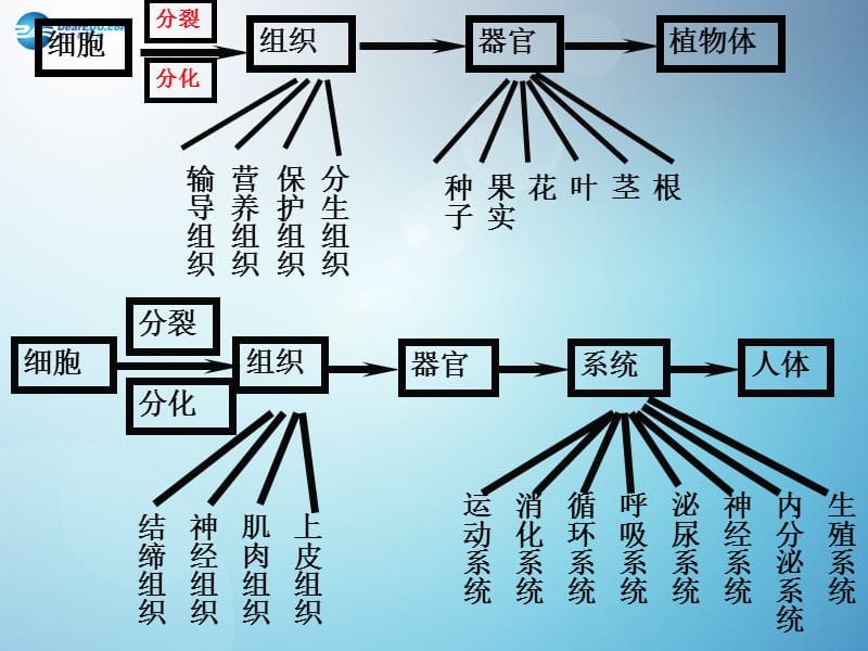 2016年新人教版七年级生物上册_第二单元_第二章_第四节_单细胞生物 课件_第1页