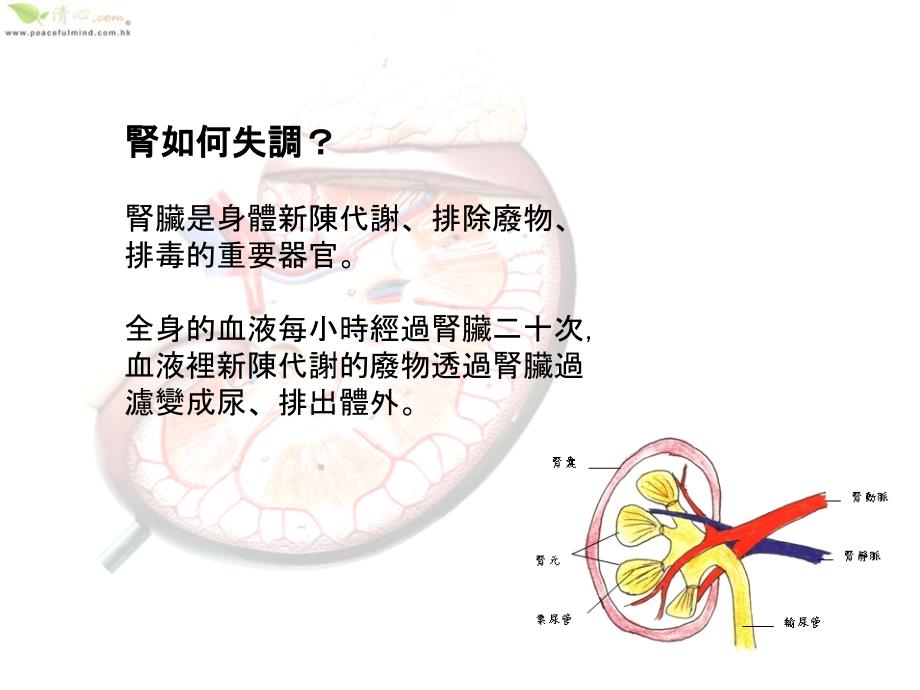 55肾病培训讲学_第2页