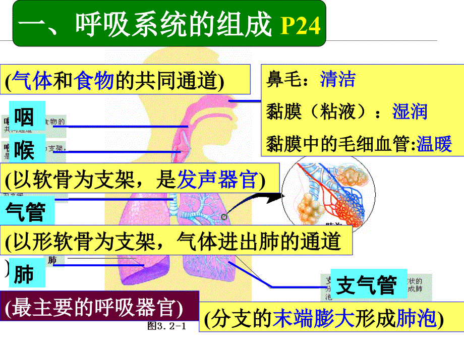 人的生活需要空气济南版复习课件教程_第2页