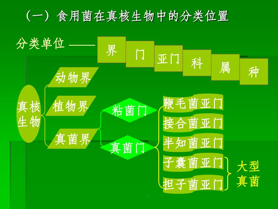 食用菌的分类地位ppt课件_第2页