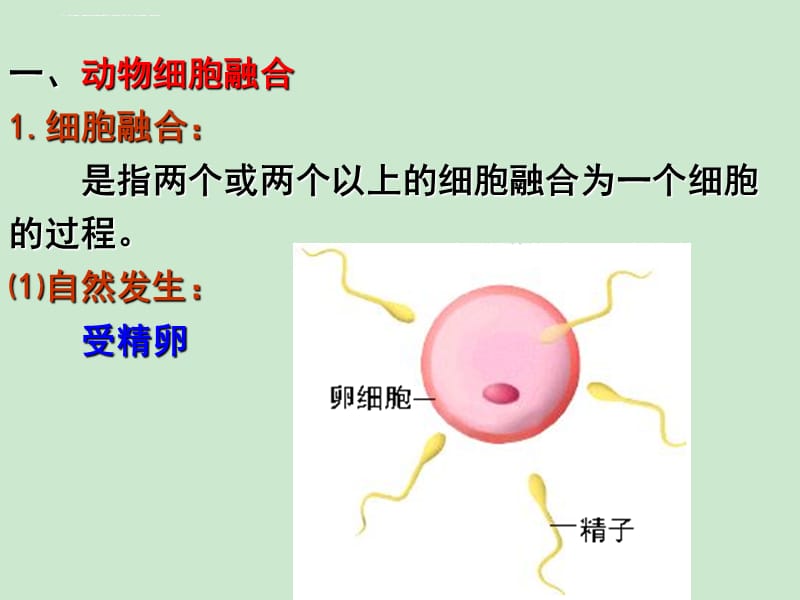 动物细胞的融合与单克隆抗体课件_第3页