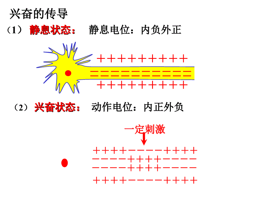 2014高三一轮复习必修三：神经调节课件_第4页