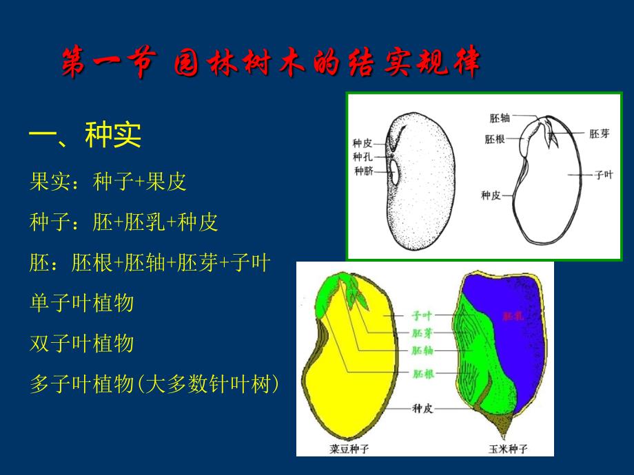 园林树木的种实生产课件_第3页