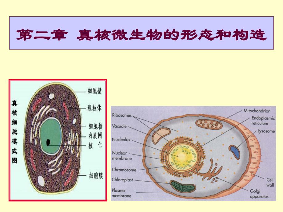 农业微生物学 河南农业大学课件_第1页