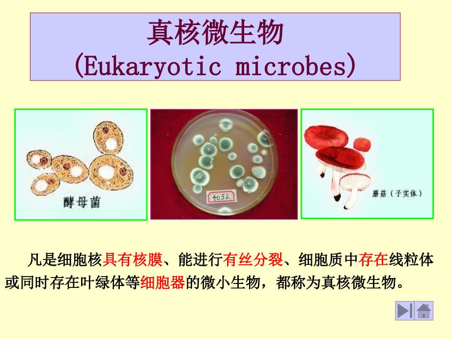 农业微生物学 河南农业大学课件_第2页