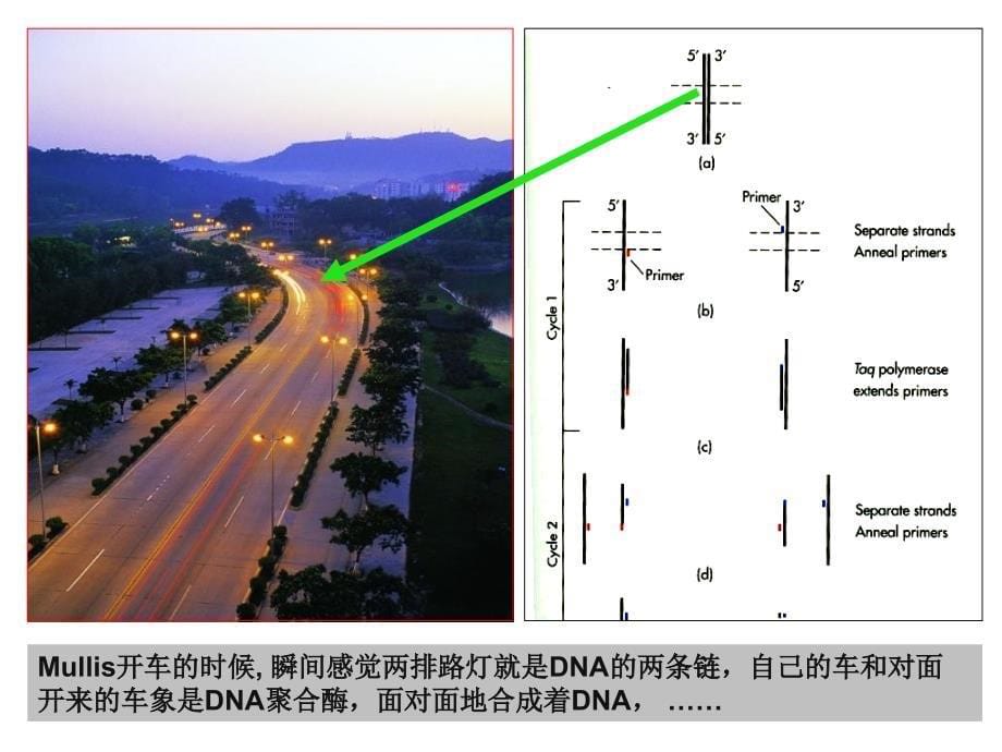 分子生物学常用仪器介绍复习课程_第5页