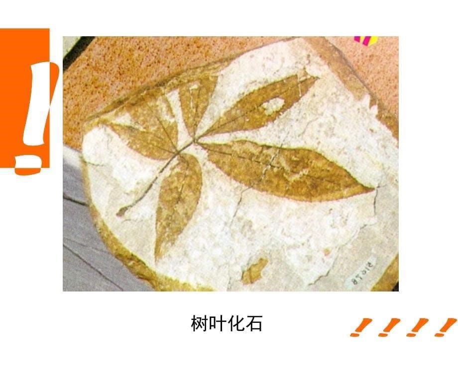 生物进化的证据历程课件_第5页