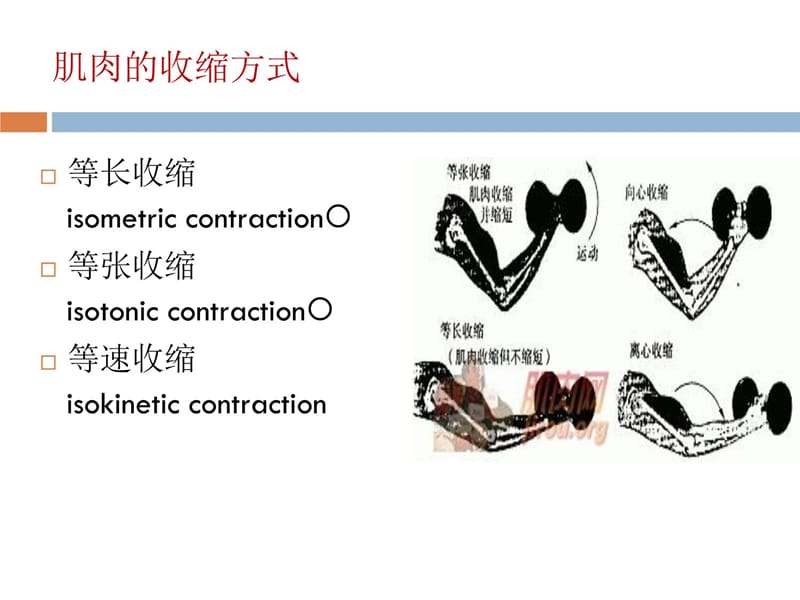 肌力评定--罗资料讲解_第4页