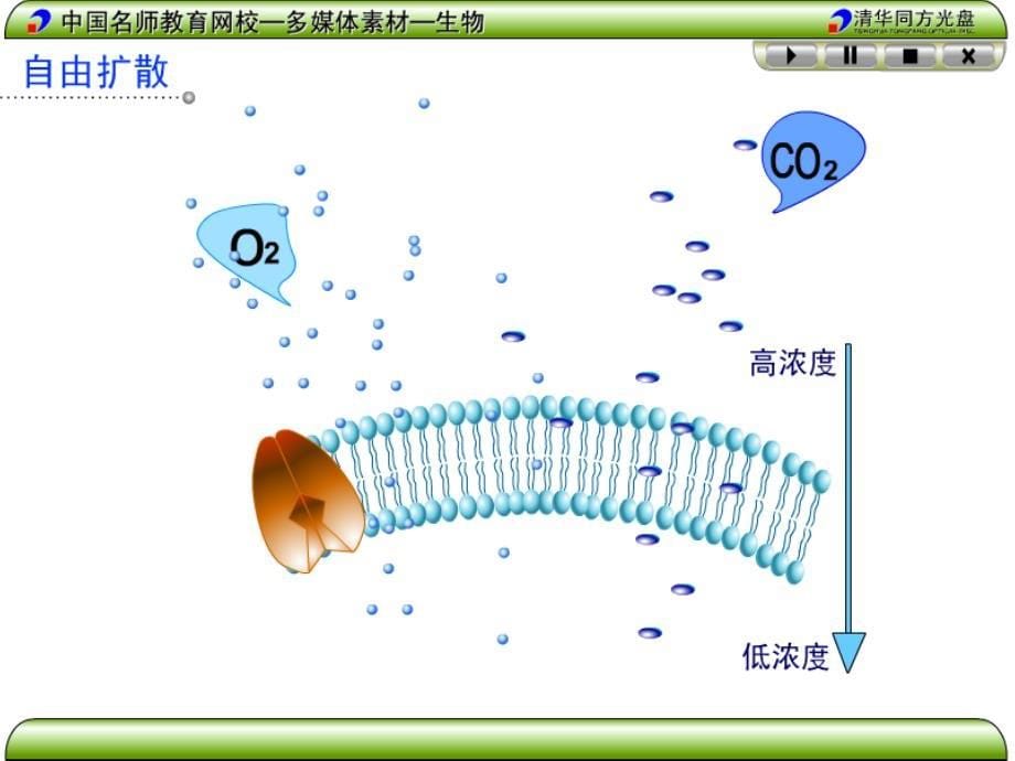 物质出入细胞的方式第二课时课件_第5页