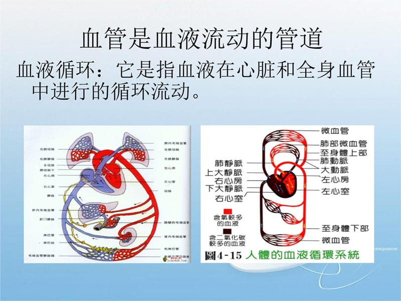 第二节血液循环第一课时教材课程_第4页