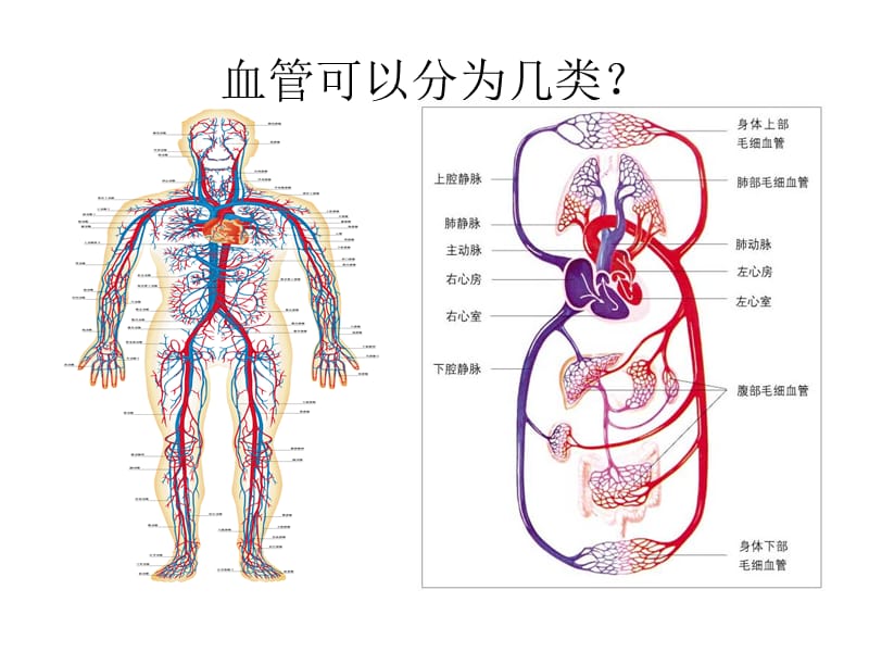 第二节血液循环第一课时教材课程_第5页