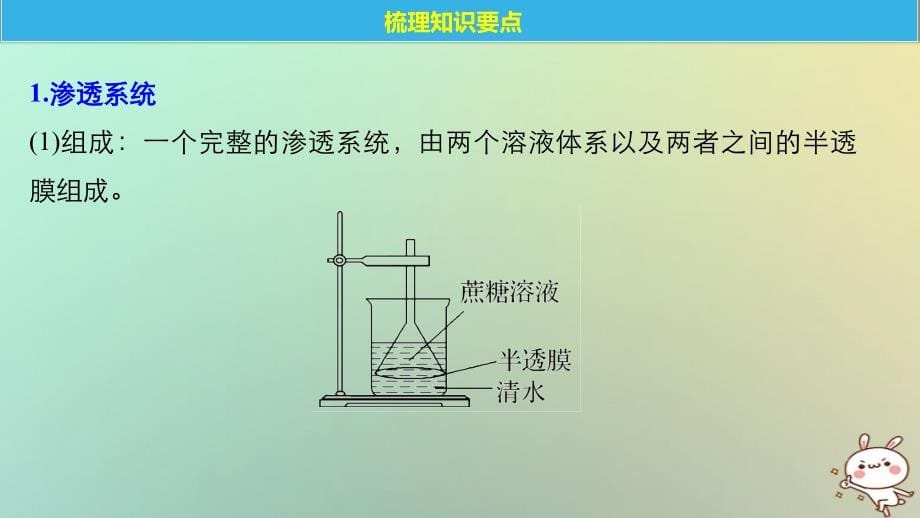 高考生物一轮复习第2单元细胞的基本结构和物质的运输第7讲细胞的物质输入和输出课件_第5页