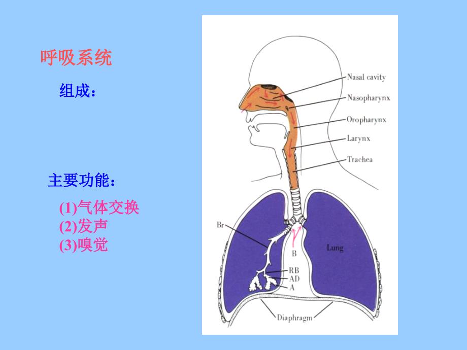 第16章呼吸系统讲义资料_第2页