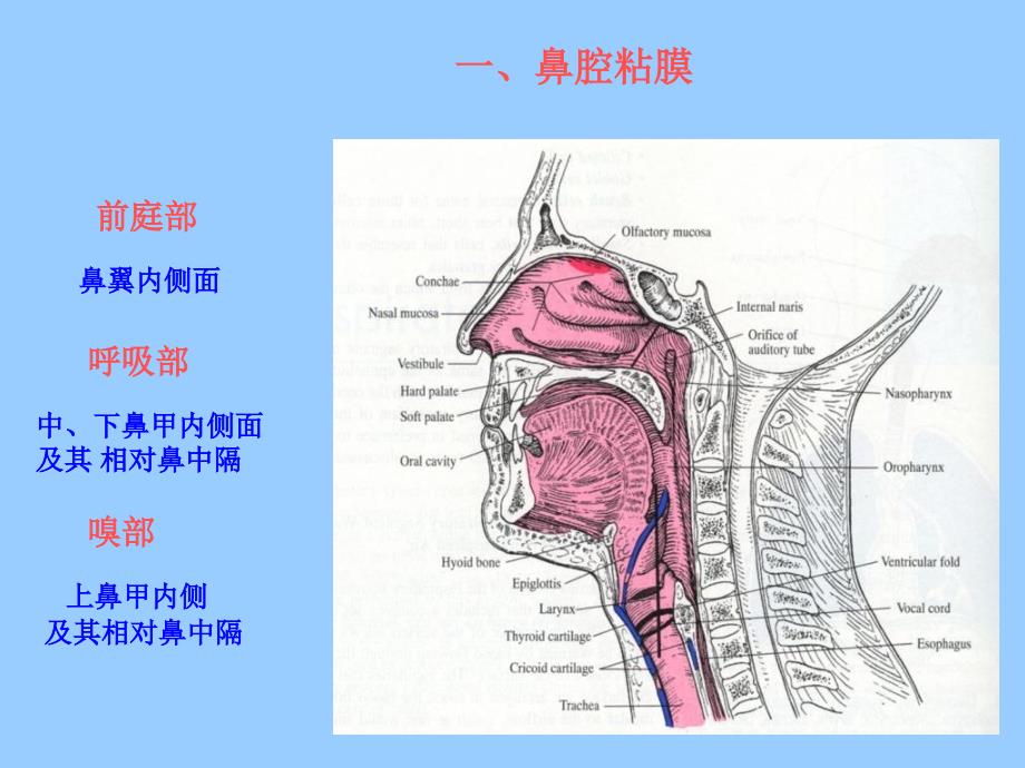 第16章呼吸系统讲义资料_第3页