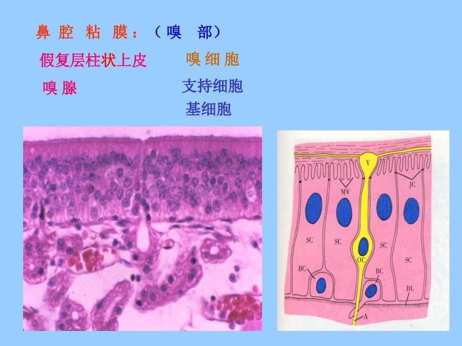 第16章呼吸系统讲义资料_第5页