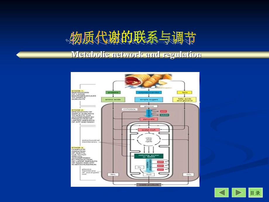 第09章代谢调节复习课程_第1页