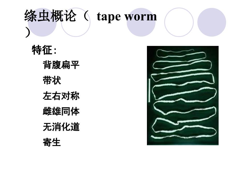 猪带绦虫（牛带绦虫短膜壳）课件_第1页