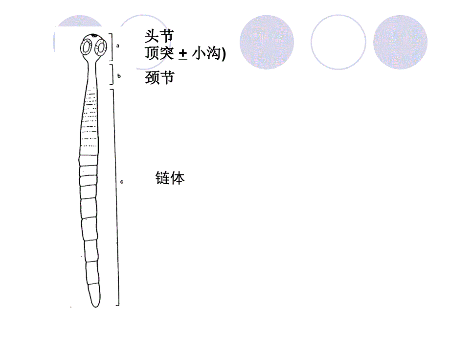 猪带绦虫（牛带绦虫短膜壳）课件_第2页