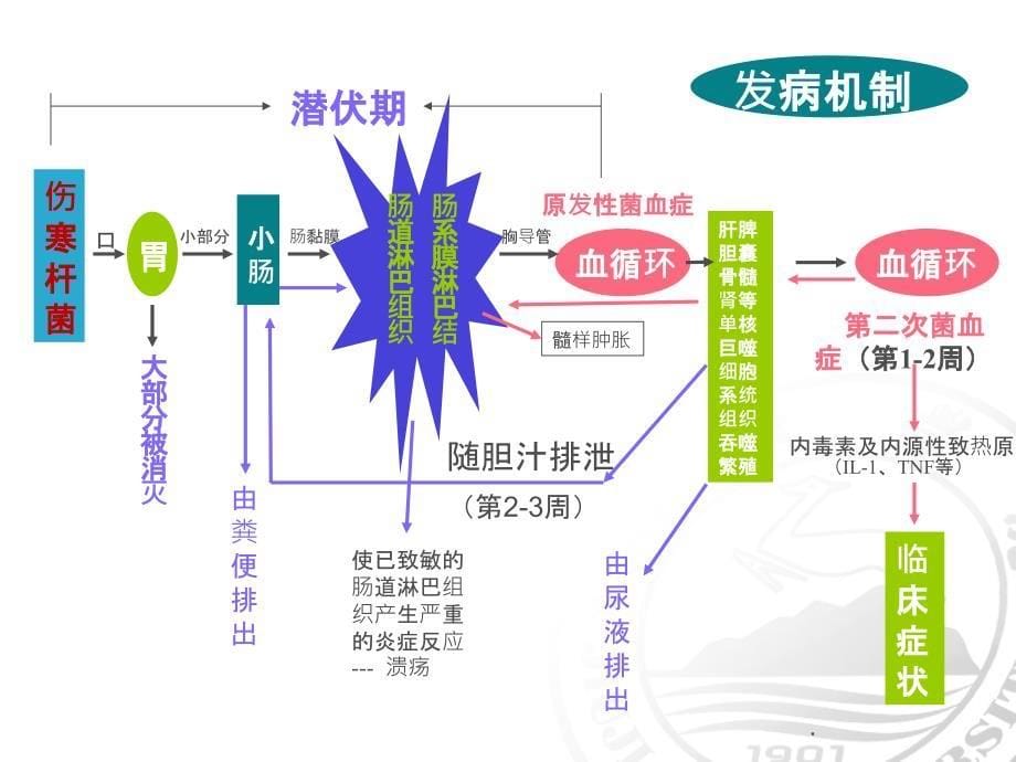 伤寒病人的护理最新版本ppt课件_第5页