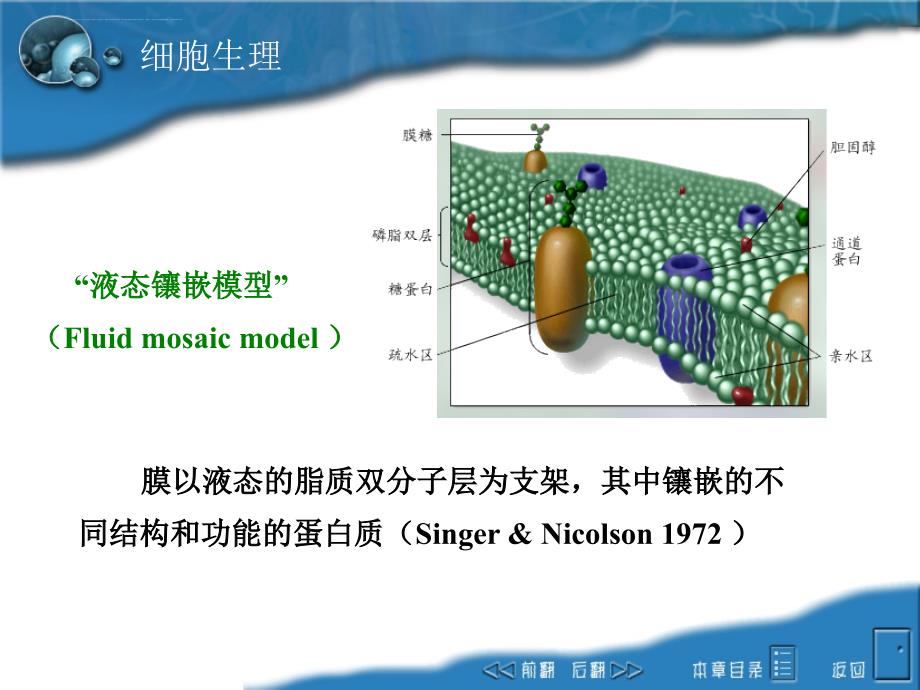 第二章细胞课件_第3页