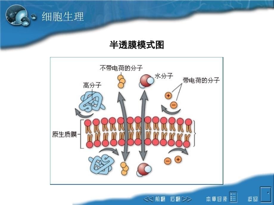 第二章细胞课件_第5页