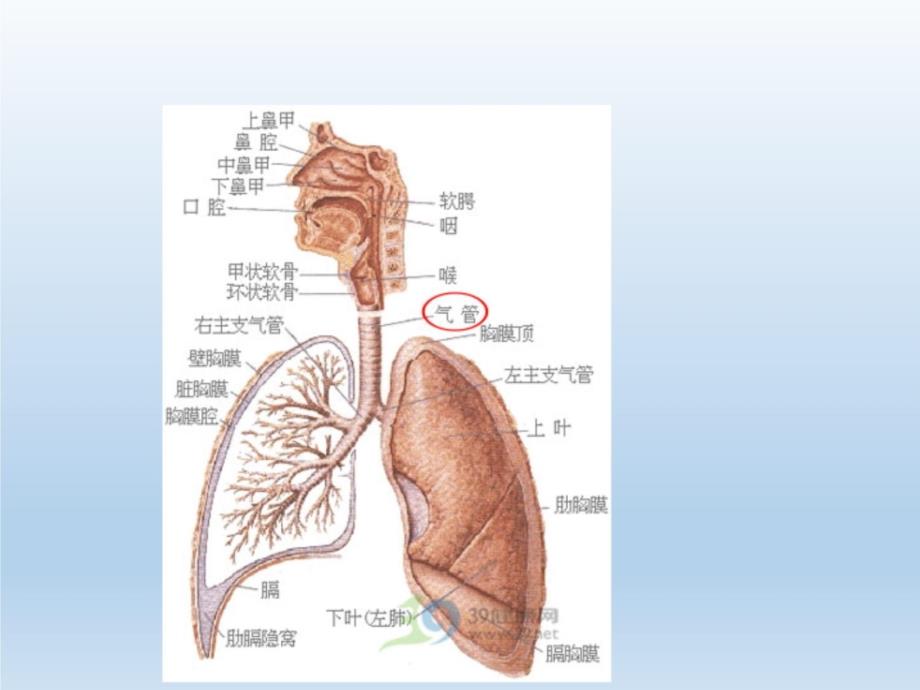 气管切开术护理资料教程_第4页