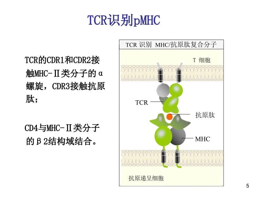 免疫2015课件细胞免疫应答yin知识讲解_第5页