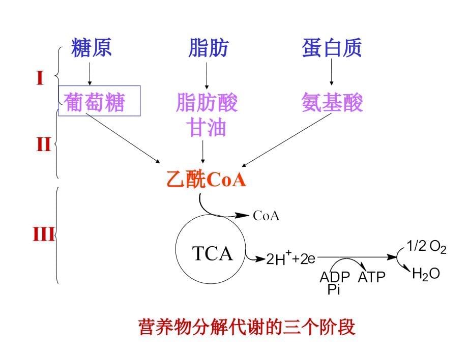 医学生物化学课件--06资料讲解_第5页