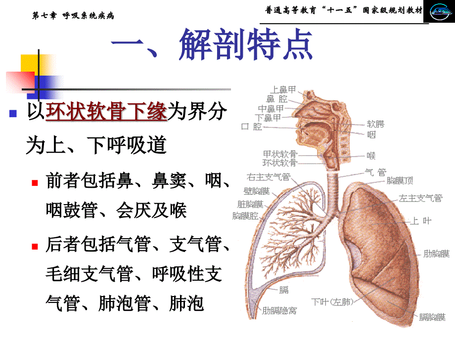第一节小儿呼吸系统解剖生理特点PPT文档资料课件_第4页