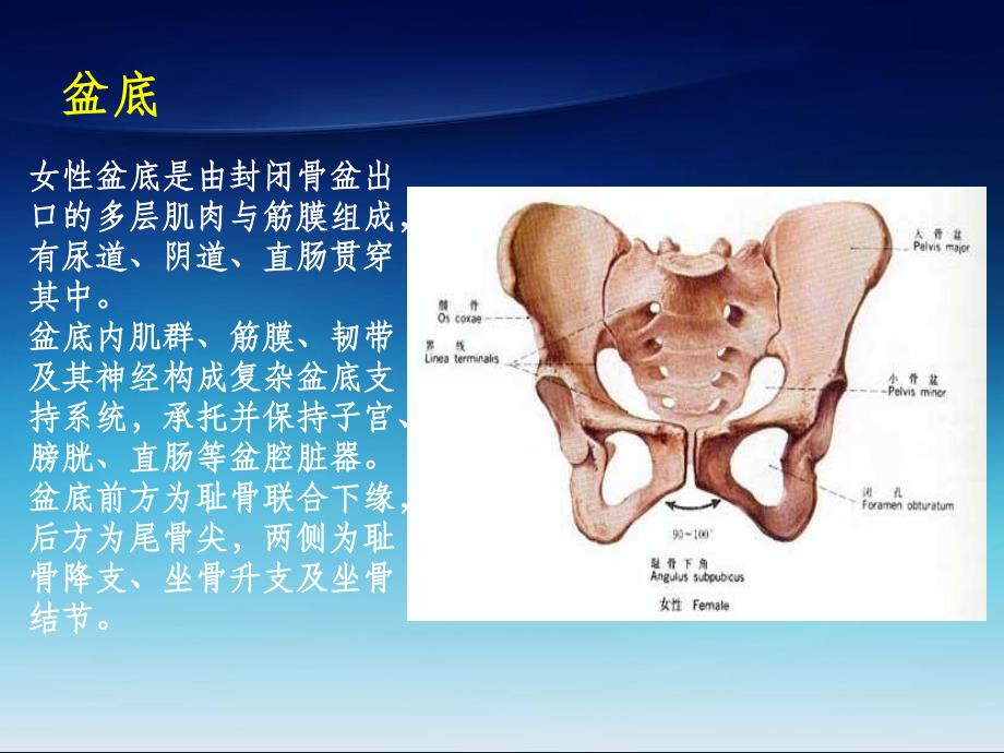 女性盆底解剖基础及SUI诊治ppt课件_第2页