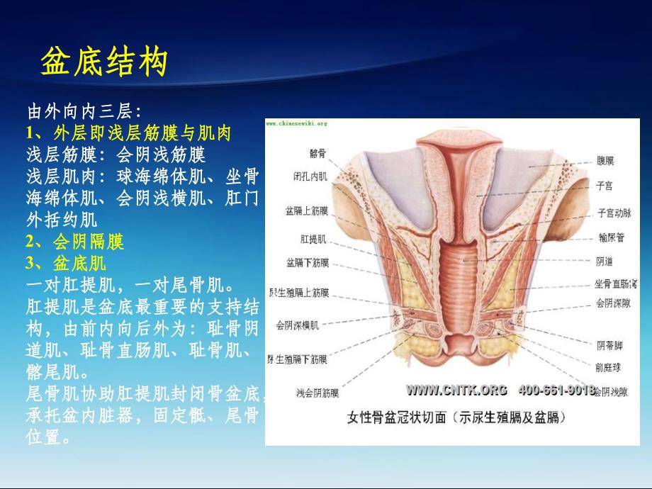 女性盆底解剖基础及SUI诊治ppt课件_第3页