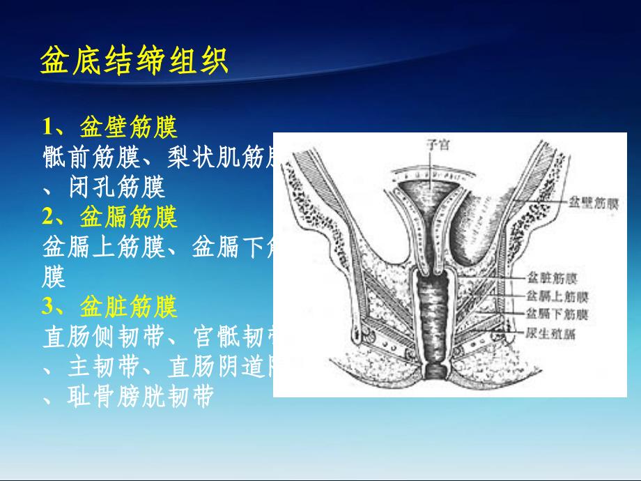 女性盆底解剖基础及SUI诊治ppt课件_第4页