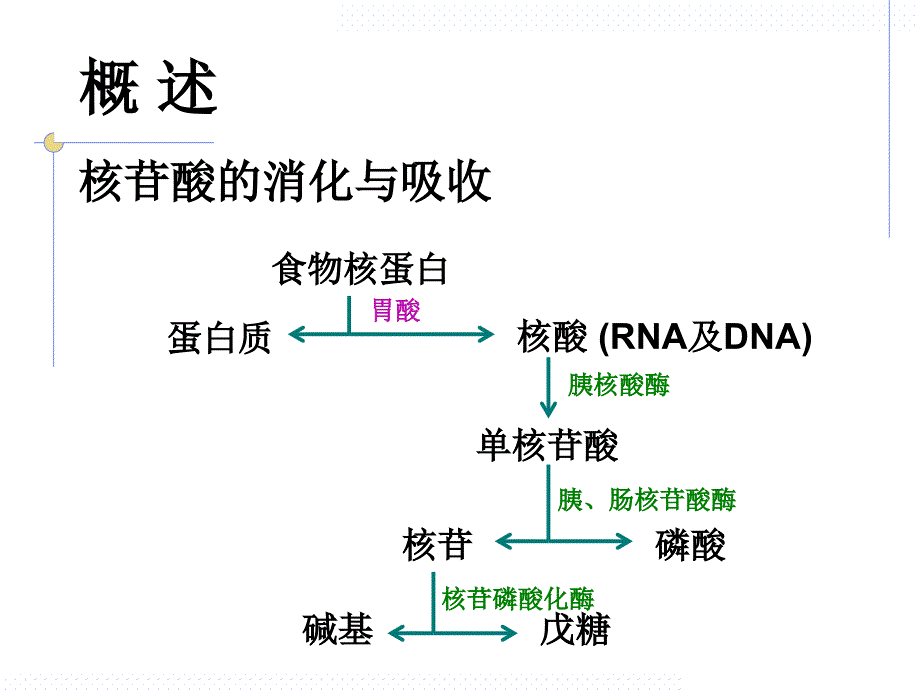 生物化学核酸代谢与蛋白质生物合成1讲义资料_第3页