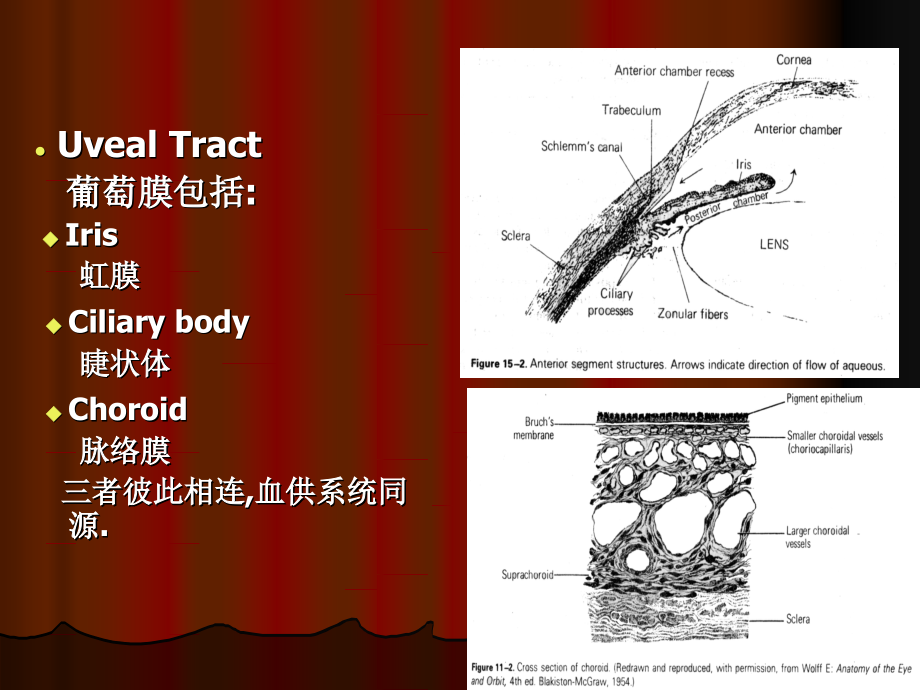 葡萄膜病教学材料_第2页