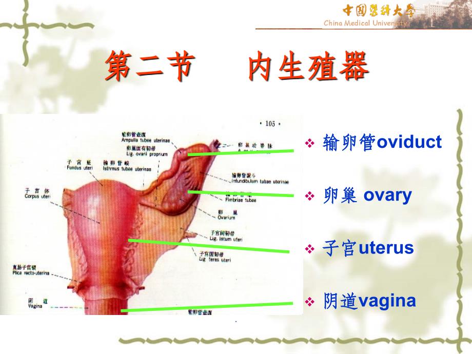 女性生殖系统解剖图ppt课件_第4页