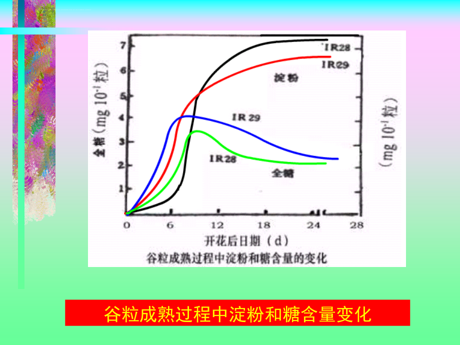 （成熟与衰老生理）课件_第4页