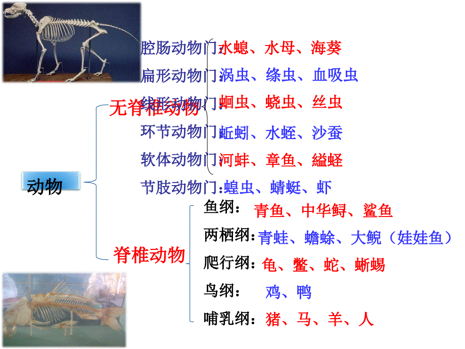 （新人教版）第五单元第一章第四节鱼课件_第2页