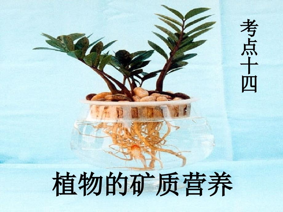 高三生物植物的矿质营养课件_第1页