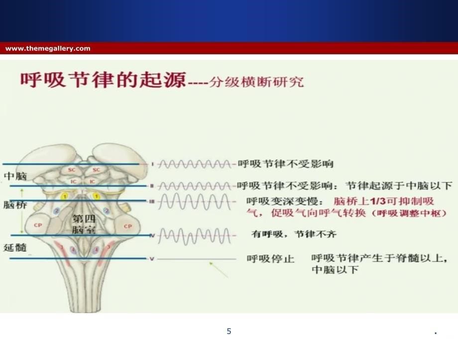 呼吸困难、咯血 - 董莹莹PPT课件_第5页