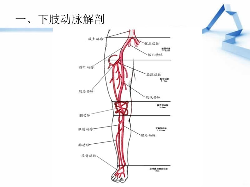 下肢血管解剖童PPT课件_第3页