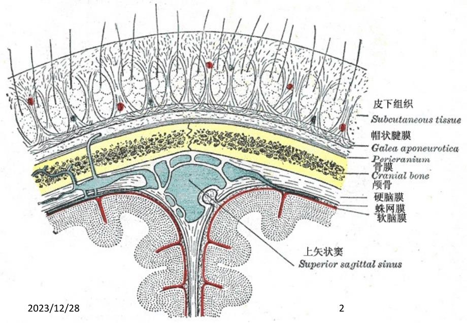 头皮损伤的护理PPT课件_第2页