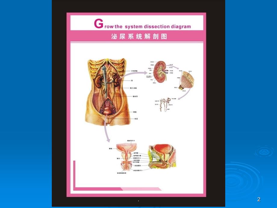 男性泌尿系统的解剖及常见病PPT课件_第2页