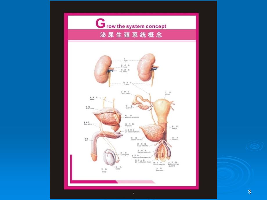 男性泌尿系统的解剖及常见病PPT课件_第3页