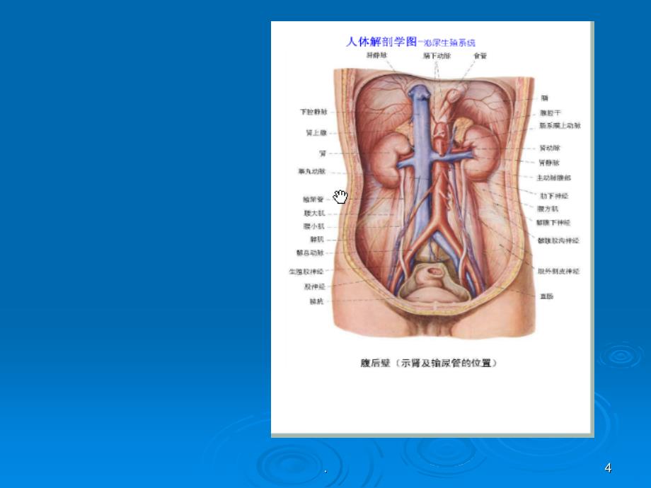 男性泌尿系统的解剖及常见病PPT课件_第4页