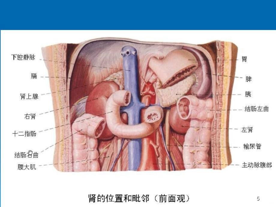 男性泌尿系统的解剖及常见病PPT课件_第5页