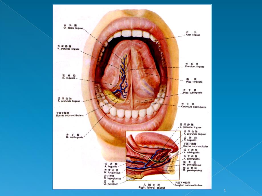 涎腺疾病PPT课件_第4页