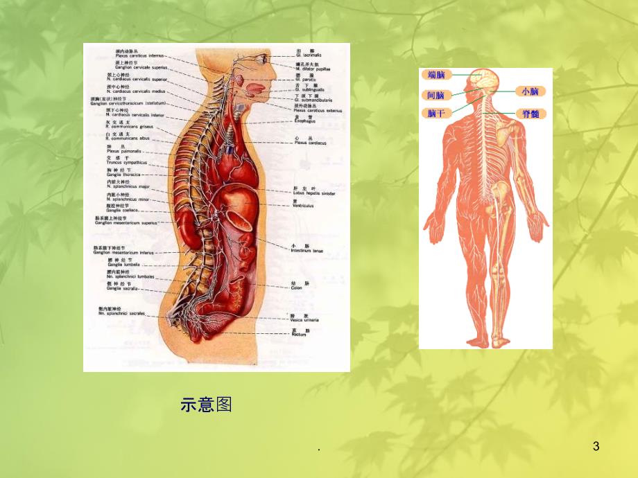 神经系统的认识-精选文档PPT课件_第3页