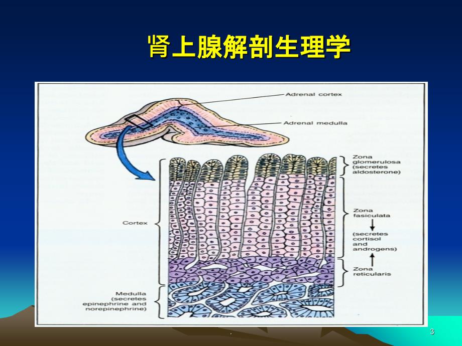 肾上腺皮质功能减退PPT课件_第3页